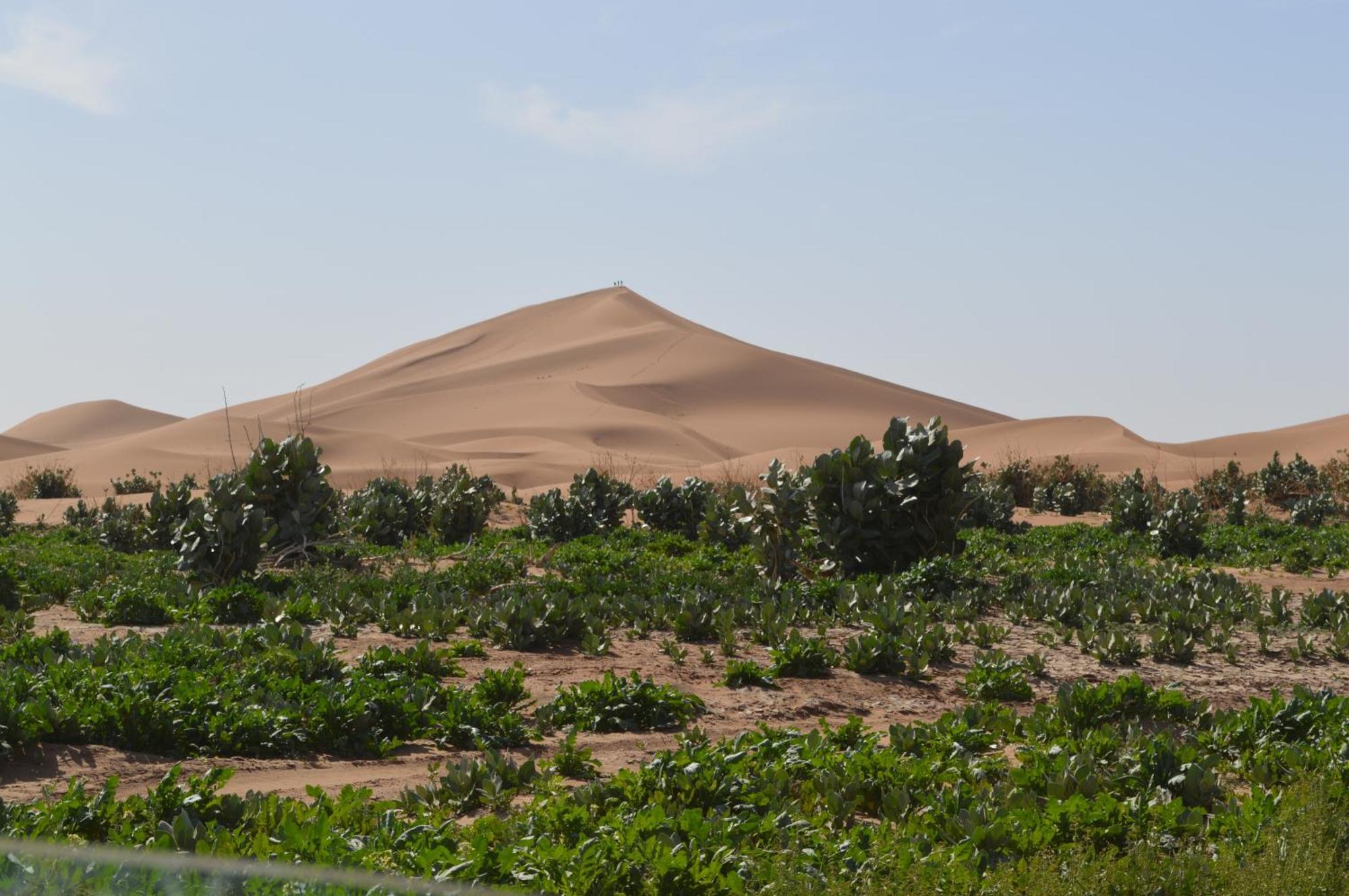ホテル Bivouac Les Nomades & Foum Zguid To Chegaga Tours エクステリア 写真